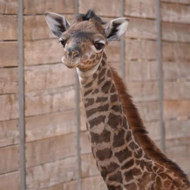 VIDEO: Celebrating world giraffe day with the Houston Zoo