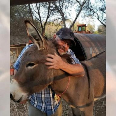 VIDEO: Mystery of the disappearing donkey