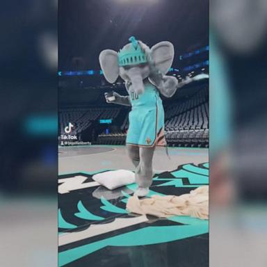 VIDEO: Elli the Elephant takes over social media