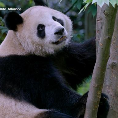 VIDEO: Chinese giant pandas head to San Diego Zoo