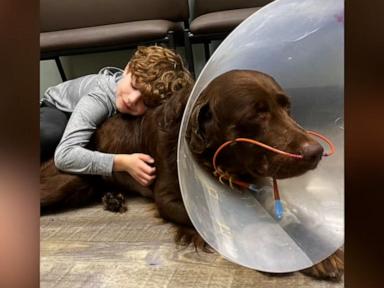 WATCH:  8-year-old Michigan boy opens 7th lemonade stand for shelter dogs