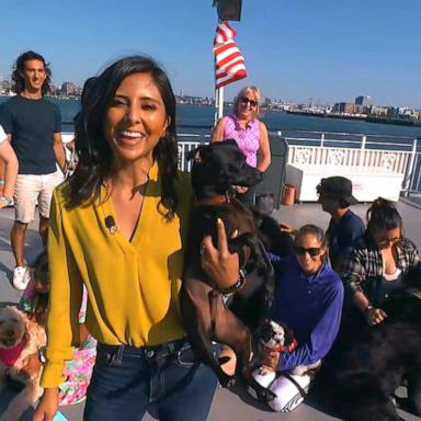 VIDEO: Dog-friendly sightseeing cruise helps pups stay cool during the summer