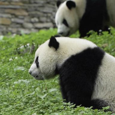 VIDEO: Inside the efforts to protect panda cubs