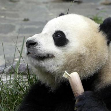 VIDEO: Why pandas love bamboo and what it means for their diet