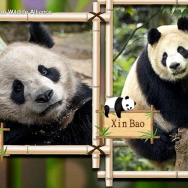 VIDEO: 2 pandas head from China to San Diego Zoo