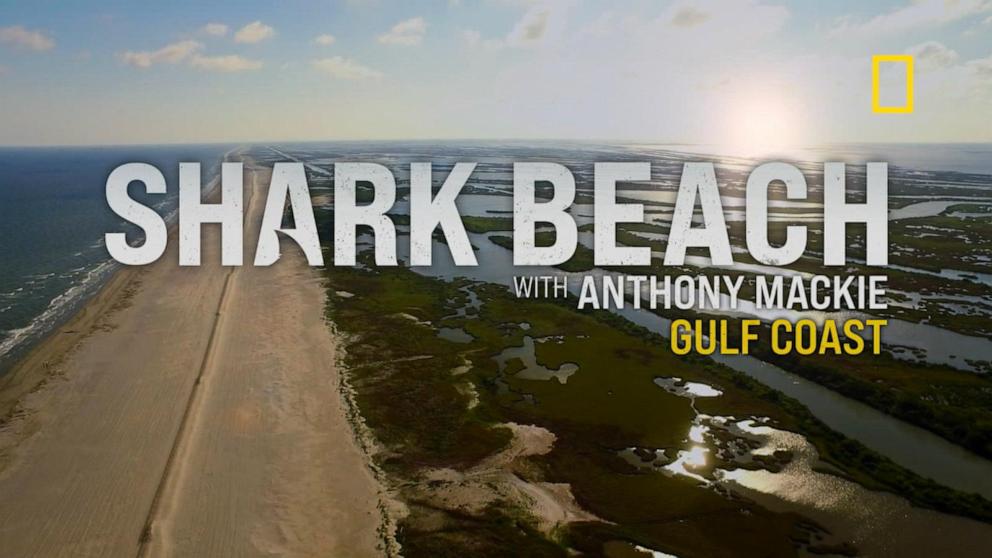 shark free beaches in the world - Ilustrasi 2