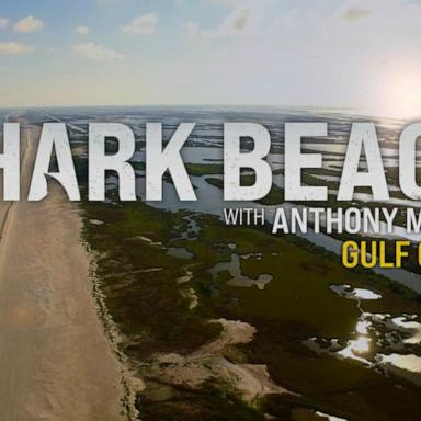 VIDEO: A sneak peek at 'Shark Beach with Anthony Mackie'