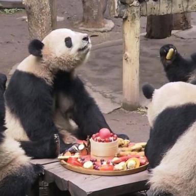 VIDEO: Meet China’s beloved celebrity pandas