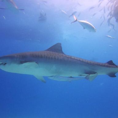 VIDEO: Another shark attack victim hospitalized off Florida's Atlantic coast