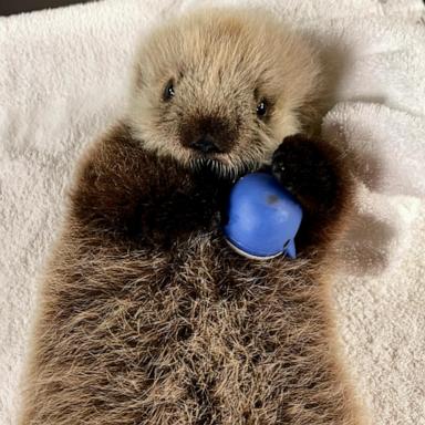 This little otter pup was found off the coast of Tofino, British Columbia, without her mom. The VA Marine Mammal Rescue Society stepped in to care for her 24/7, and the internet is smitten.