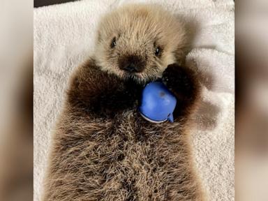 WATCH:  Teeny tiny orphaned 5-week-old baby sea otter pup nursed to health by rescuers