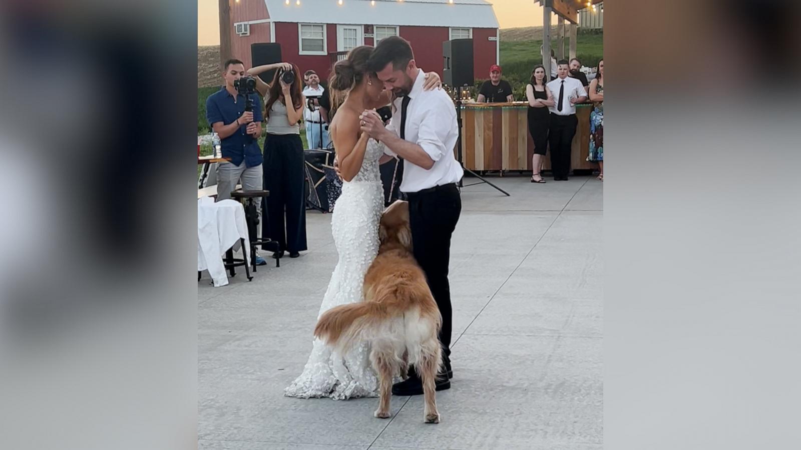 When Annie Tews got married in Nebraska, her 2-year-old dog, Wrigley, wanted to join her and her dad on the dance floor.