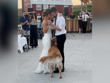 WATCH:  Golden retriever adorably demands to be part of mom's father-daughter wedding dance