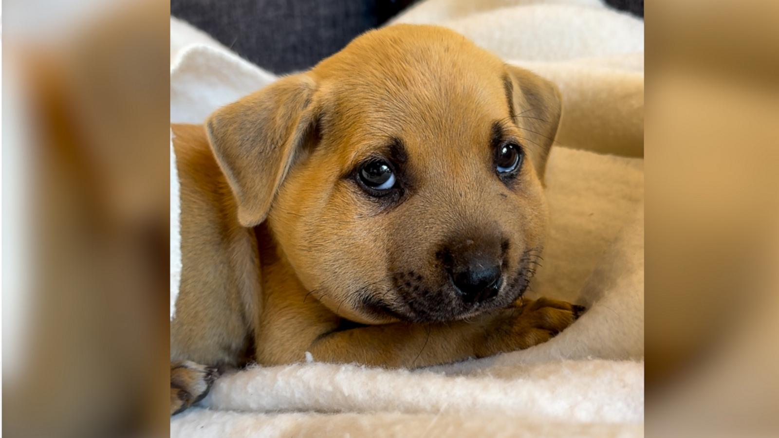 VIDEO: Adorable 4-pound puppy looks like a chipmunk after intense bee sting