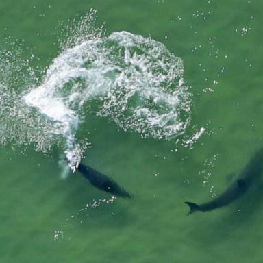 VIDEO: Shark attacks man in Texas