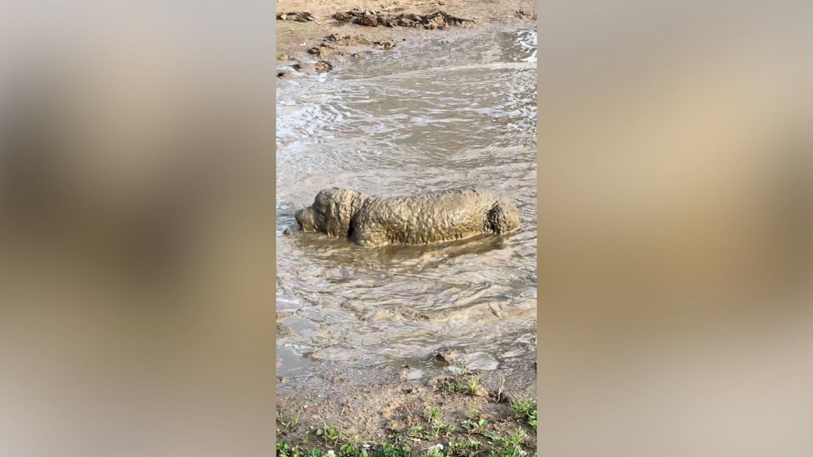 VIDEO: Playful dog cakes herself in mud