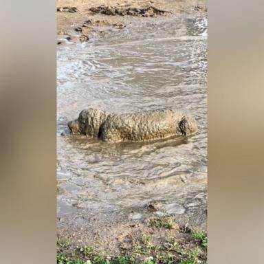 VIDEO: Playful dog cakes herself in mud