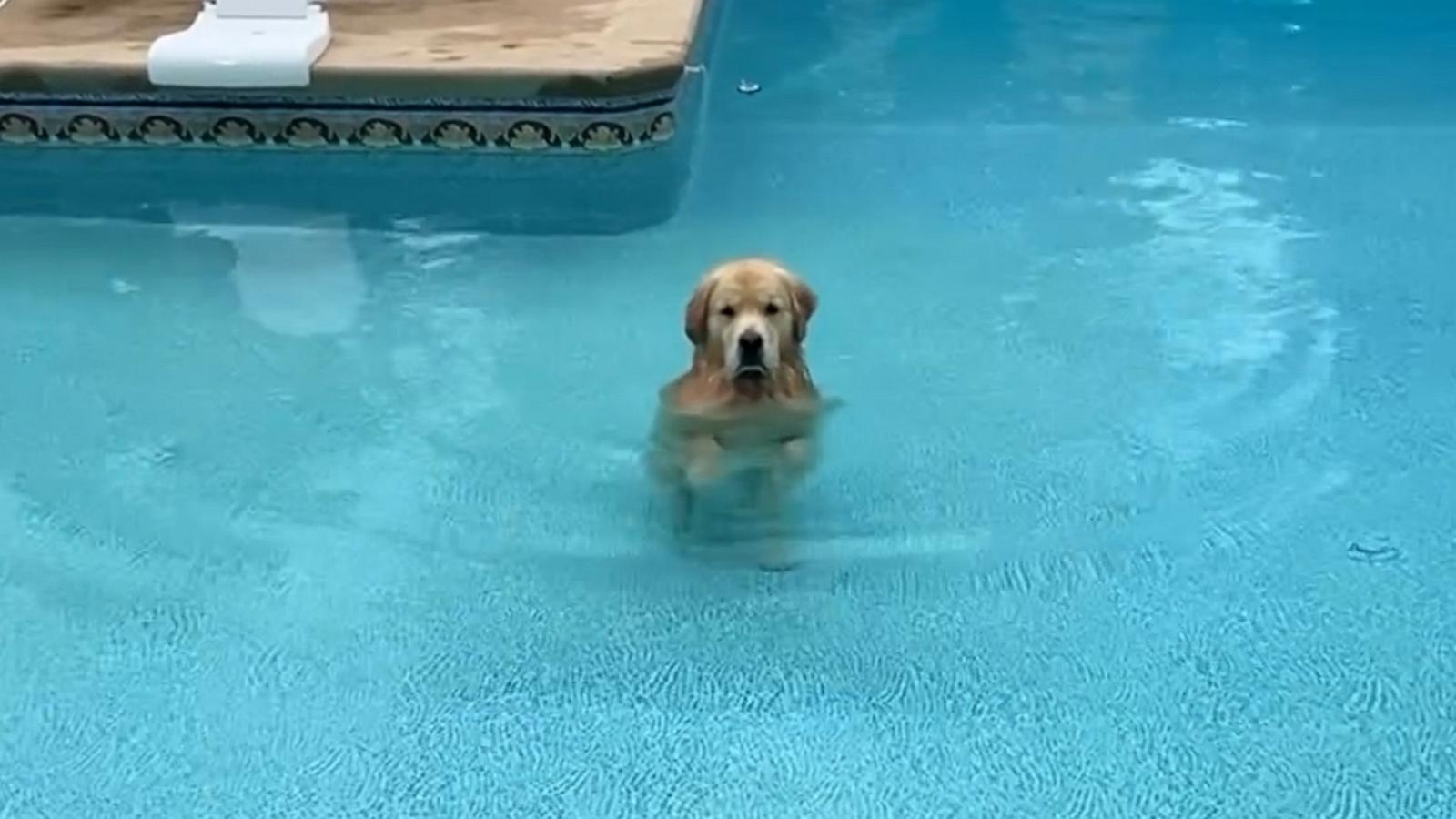 Dog hilariously opts to walk in the pool rather than swim - Good ...