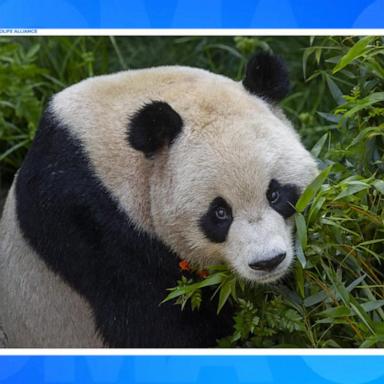 VIDEO: 1st look at new pandas at San Diego Zoo