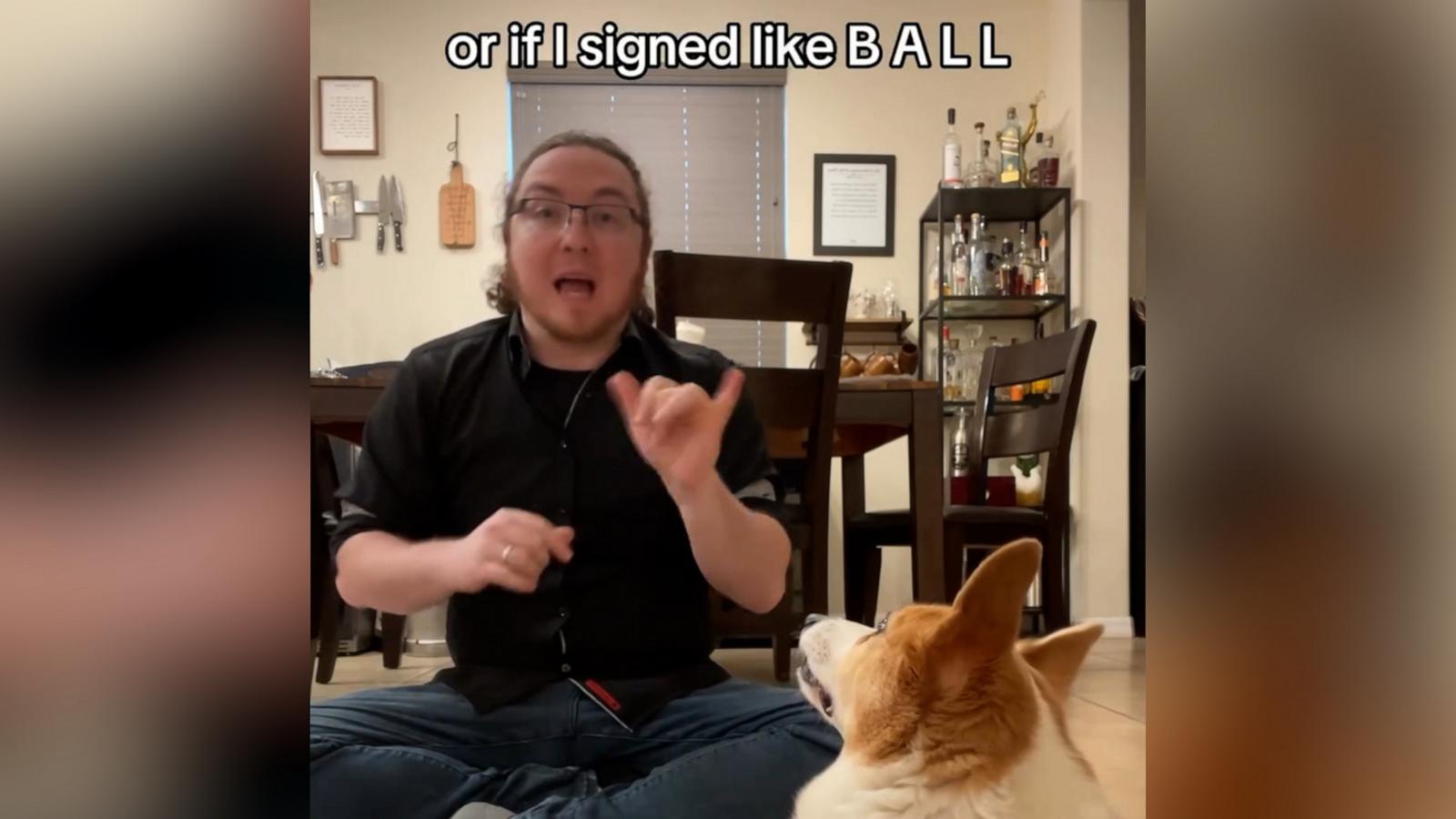 VIDEO: Brilliant corgi taught herself sign language when her dad married someone deaf