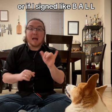 VIDEO: Brilliant corgi taught herself sign language when her dad married someone deaf