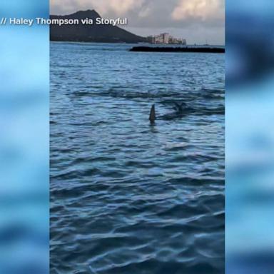 VIDEO: NYC beach shutdown following shark sightings