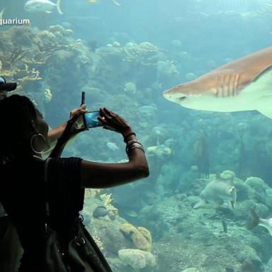 VIDEO: Celebrating sharks with the Florida Aquarium