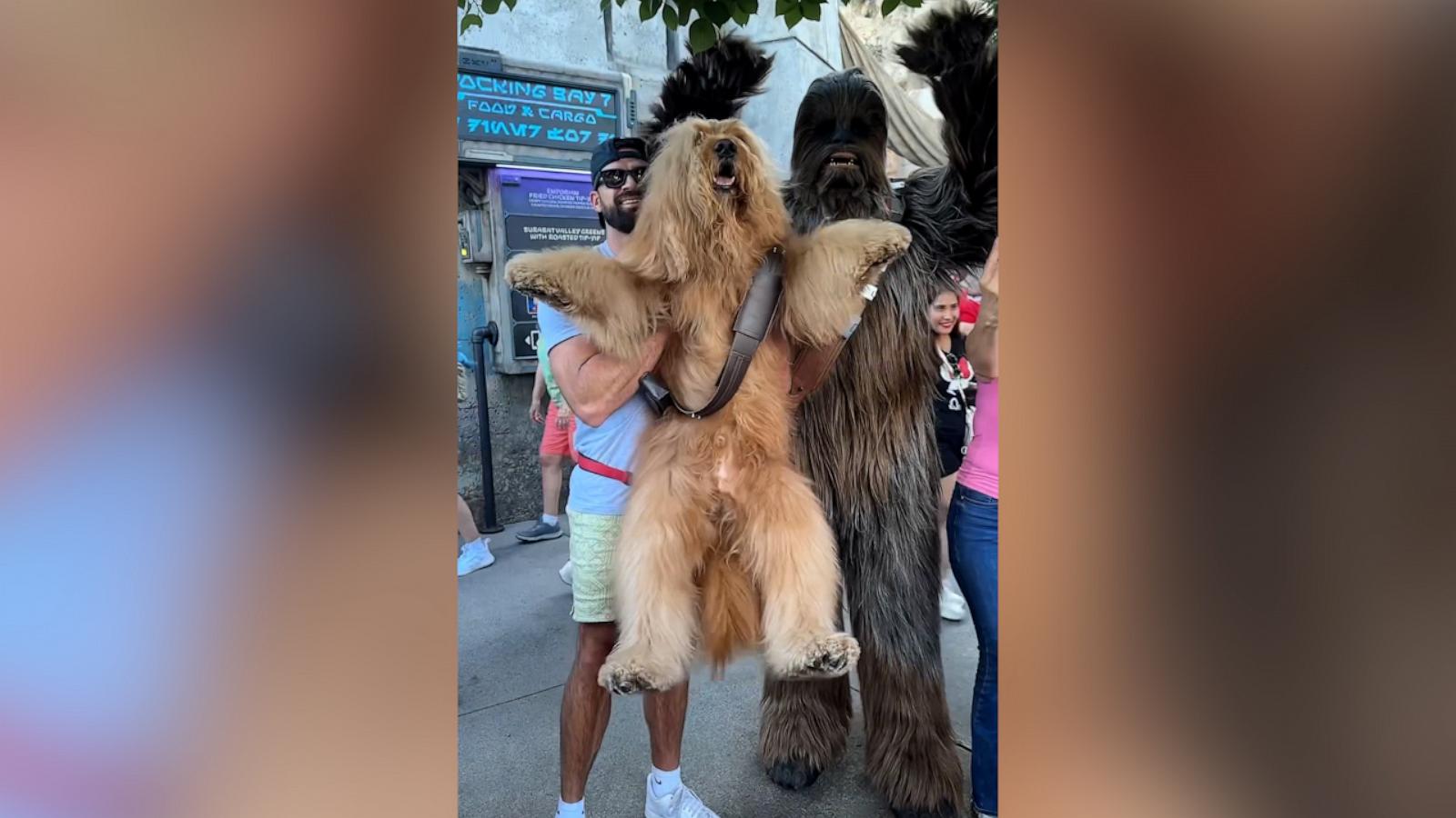 VIDEO: Dog resembling Chewbacca meets his 'biological dad' at Disneyland