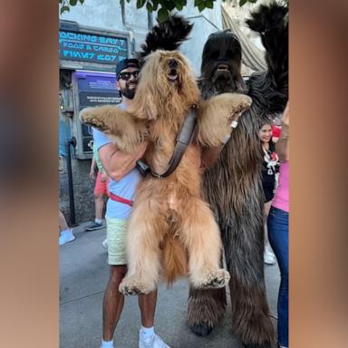 VIDEO: Dog resembling Chewbacca meets his 'biological dad' at Disneyland