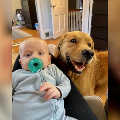 VIDEO: Golden retriever and baby have the sweetest friendship