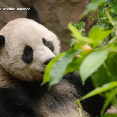 VIDEO: 1st video of new pandas at San Diego Zoo