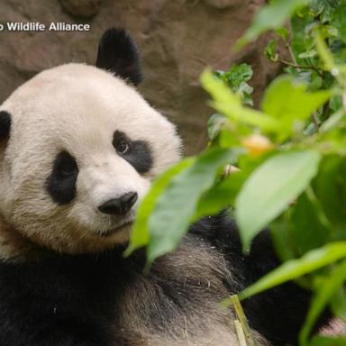 VIDEO: Panda duo making themselves feel right at home at the San Diego Zoo