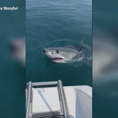 VIDEO: Real life 'Jaws'