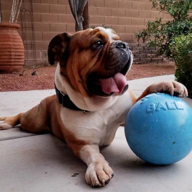 VIDEO: Rescue bulldog crated for most of his life inspires parents to start mobile dog gym