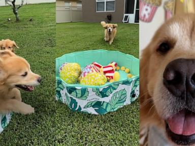WATCH:  Golden retriever who loves popcorn-themed toys gets the best birthday surprise