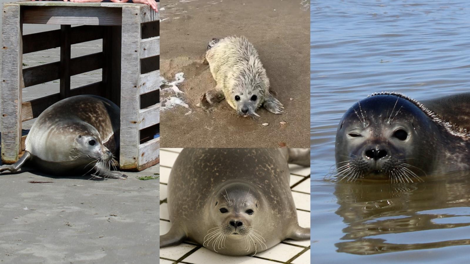 Kiwi has gone viral on TikTok for his incredible recovery thanks to the Seal Rescue and Rehabilitation Center in the Netherlands. Now, he was returned back to the sea.