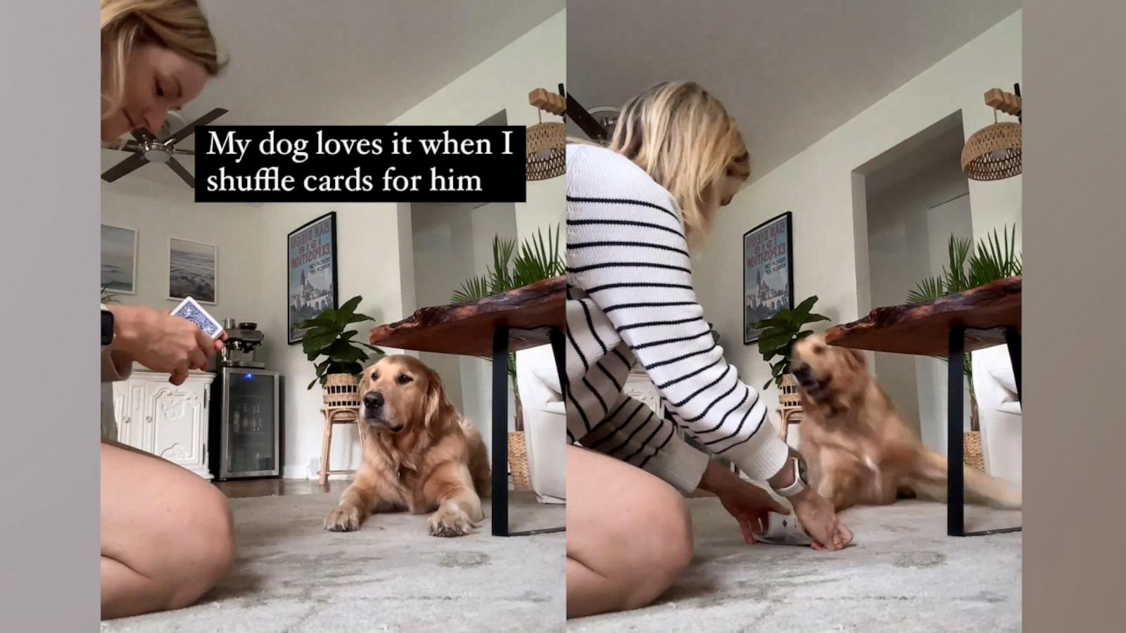 VIDEO: Golden retriever explodes in excitement when his mom shuffles cards