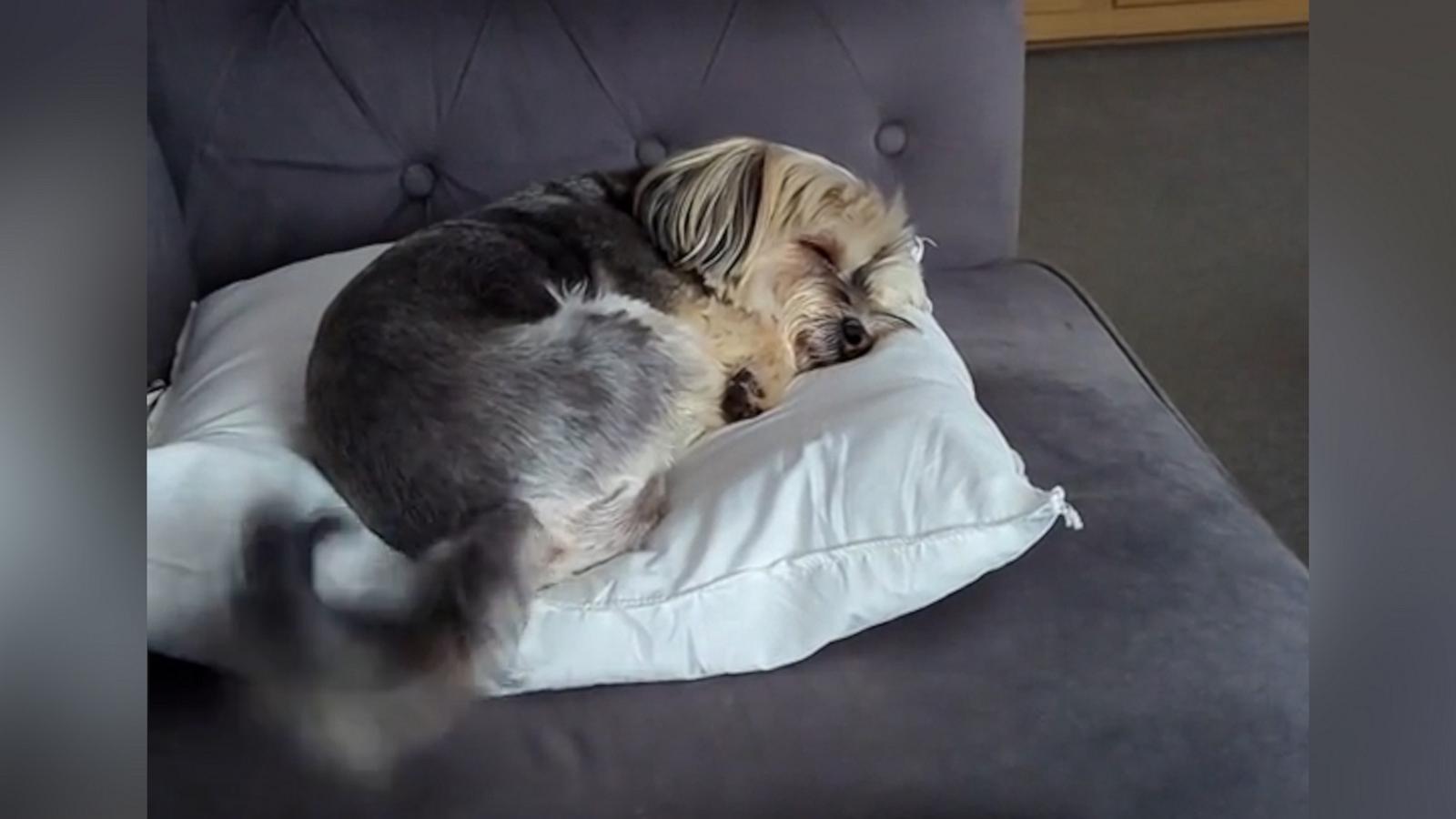 VIDEO: Adorable dog wags tail while sleeping