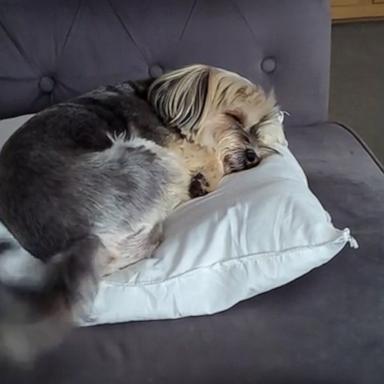 VIDEO: Adorable dog wags tail while sleeping