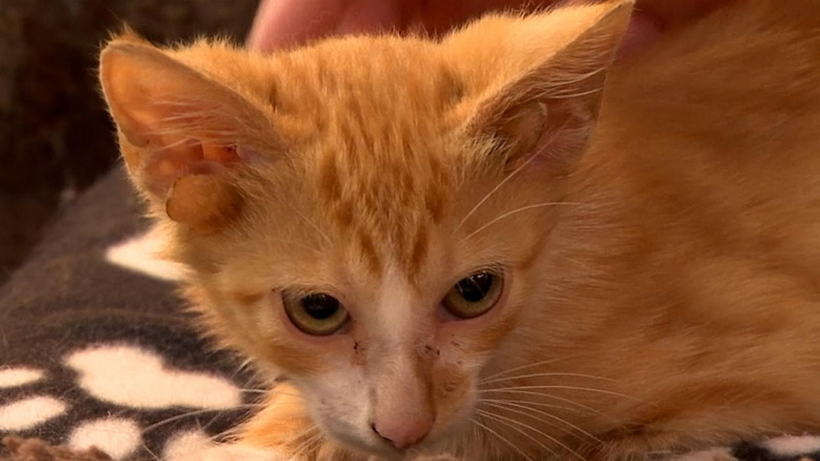 Audio, a cat born with four ears, currently resides at True Rescue, an animal shelter in Mt. Juliet, Tennessee, as he awaits to be adopted.