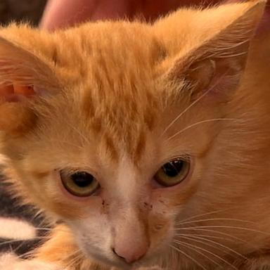 Audio, a cat born with four ears, currently resides at True Rescue, an animal shelter in Mt. Juliet, Tennessee, as he awaits to be adopted.