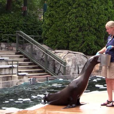 VIDEO: The St. Louis Zoo works to save species and preserve wildlife