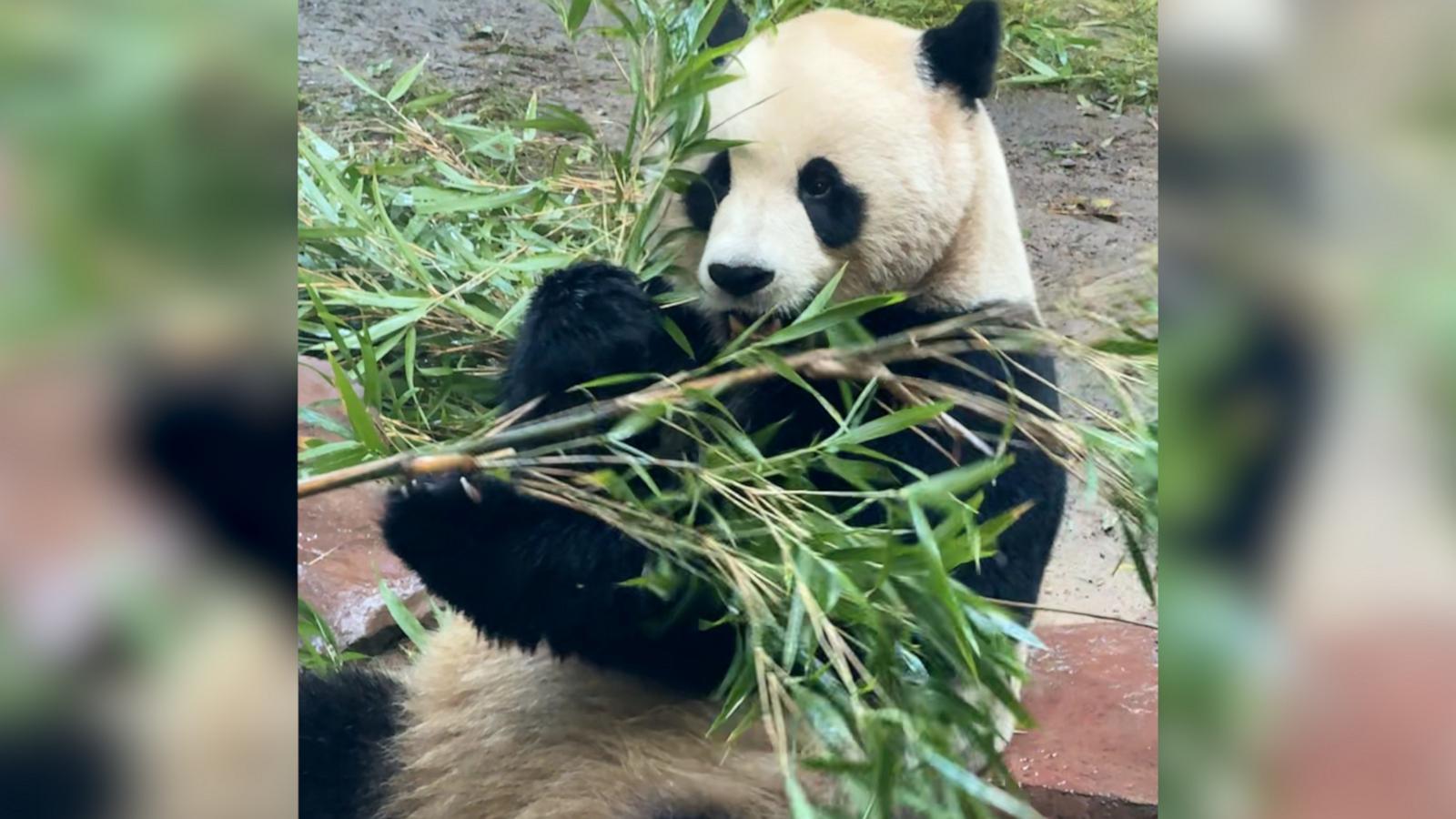 Pandas Yun Chuan and Xin Bao will be available for public viewing at the San Diego Zoo starting Aug. 8.