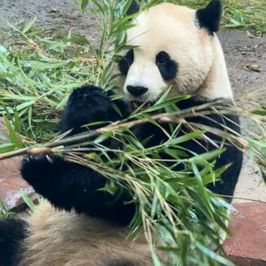 Pandas Yun Chuan and Xin Bao will be available for public viewing at the San Diego Zoo starting Aug. 8.