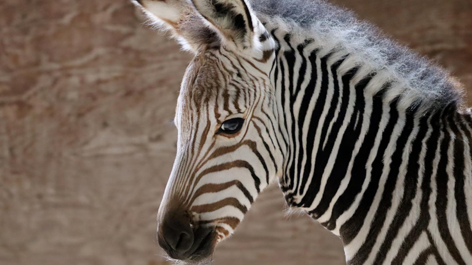 The park welcomed four adorable Hartmann's mountain zebra foals in June and July.