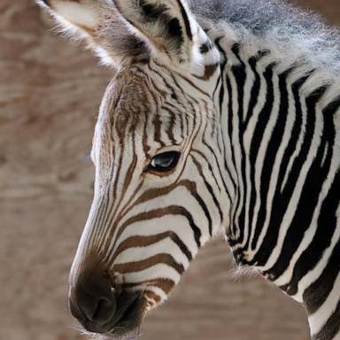 The park welcomed four adorable Hartmann's mountain zebra foals in June and July.