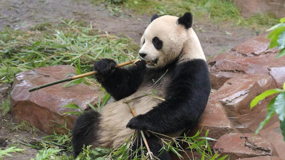 VIDEO: Giant pandas at San Diego Zoo get ready for their debut