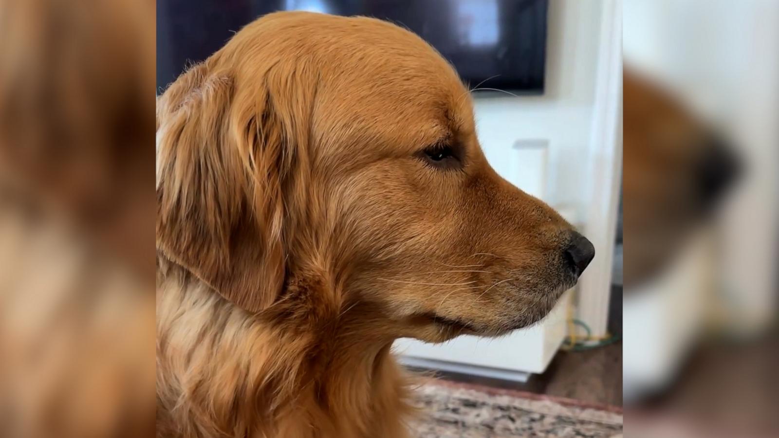 VIDEO: Golden Retriever has most dramatic reaction to learning parents are going on vacation