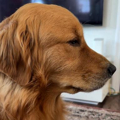 VIDEO: Golden Retriever has most dramatic reaction to learning parents are going on vacation 