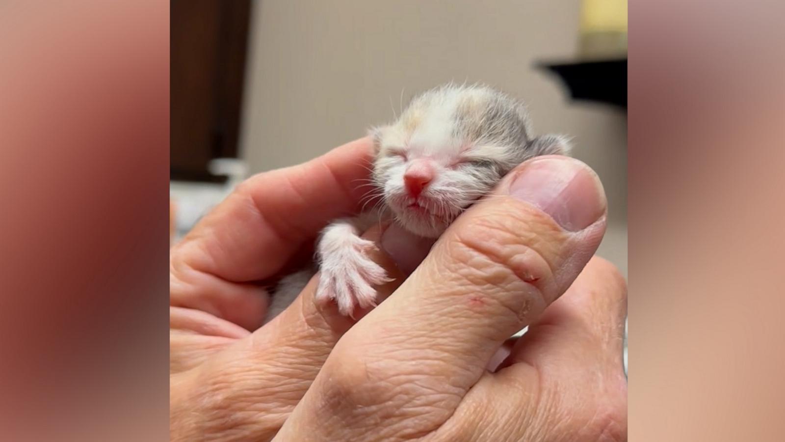 David Loop, founder and president of Sierra Pacific Furbabies, spent weeks nursing hours-old Misty -- who weighed only 2.6 ounces when she was found -- back to health.